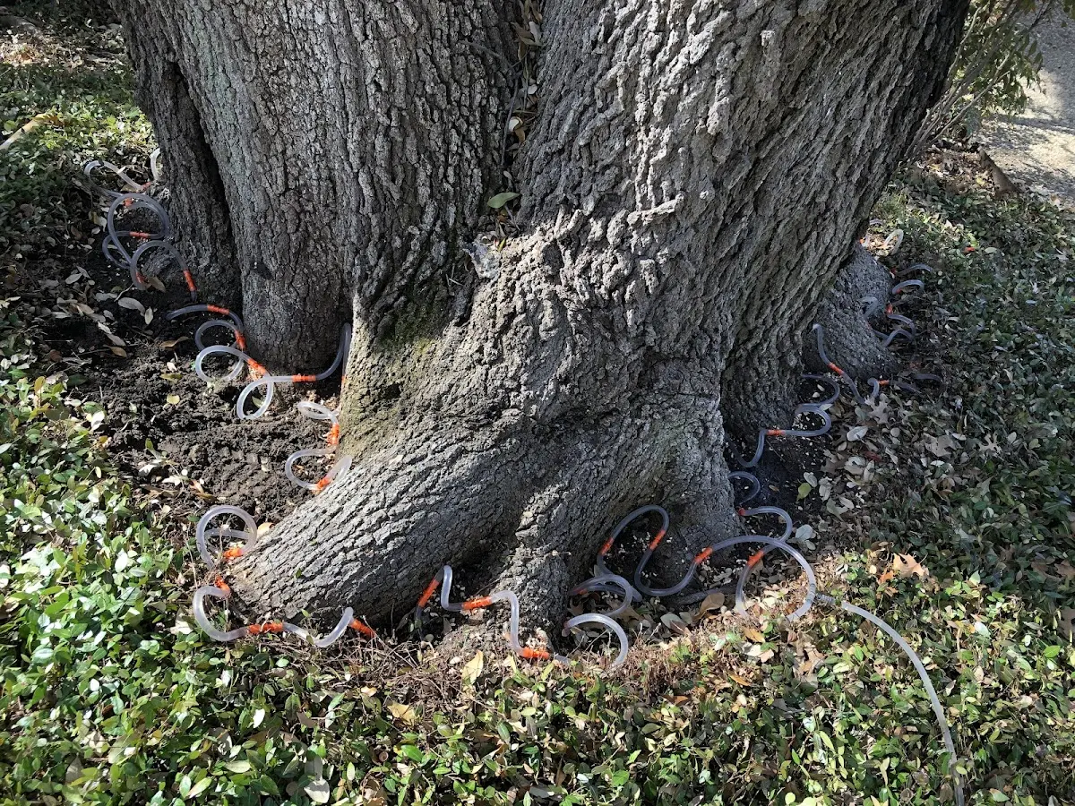 Detailed Tree Cabling and Bracing job site in Arendtsville
