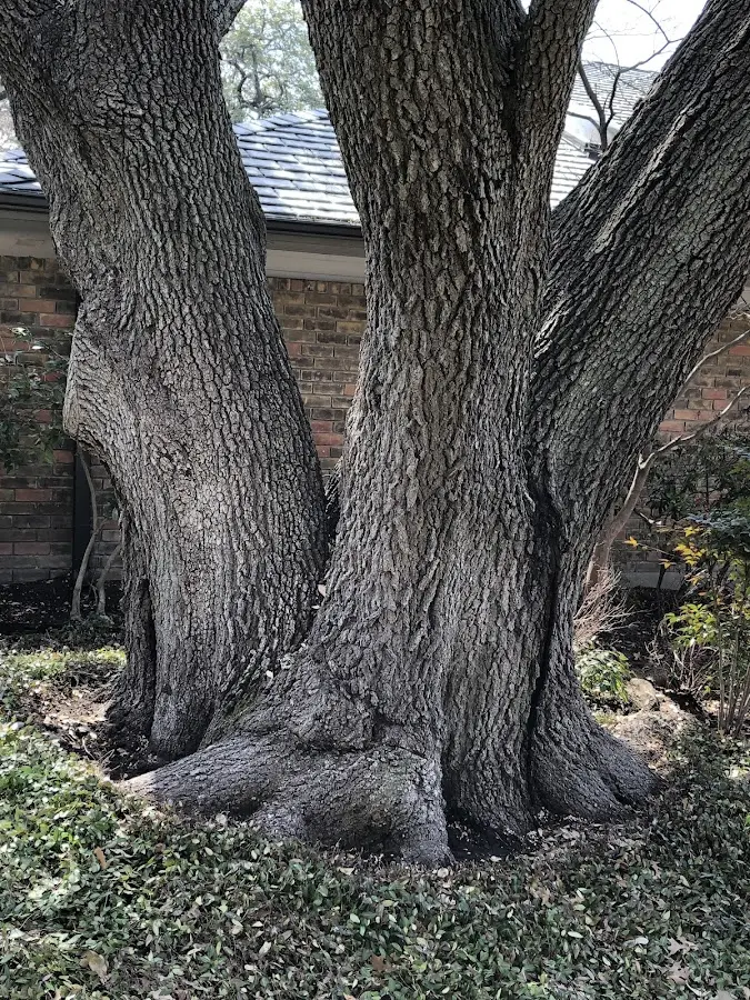Mature heritage tree close to a Arendtsville property cared for by certified arborists